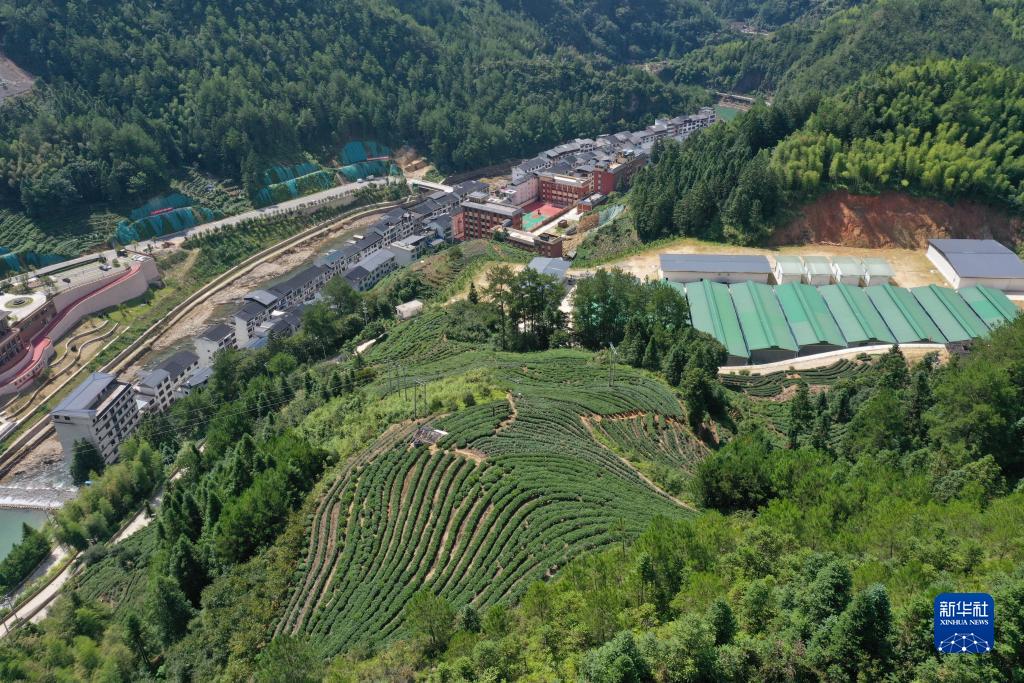寿宁县下党乡下党村的食用菌产业园(2023年8月5日摄,无人机照片)。新华社记者 林善传 摄