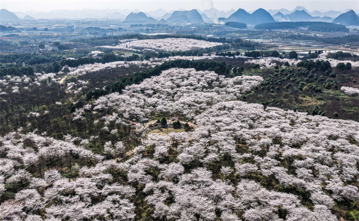 3月11日，游客在贵州省贵安新区樱花园内赏花游玩（无人机照片）。