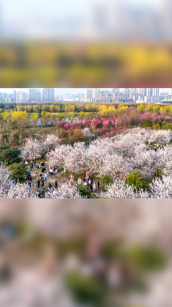 春日赏花地图上新，共赴一场春日之约 